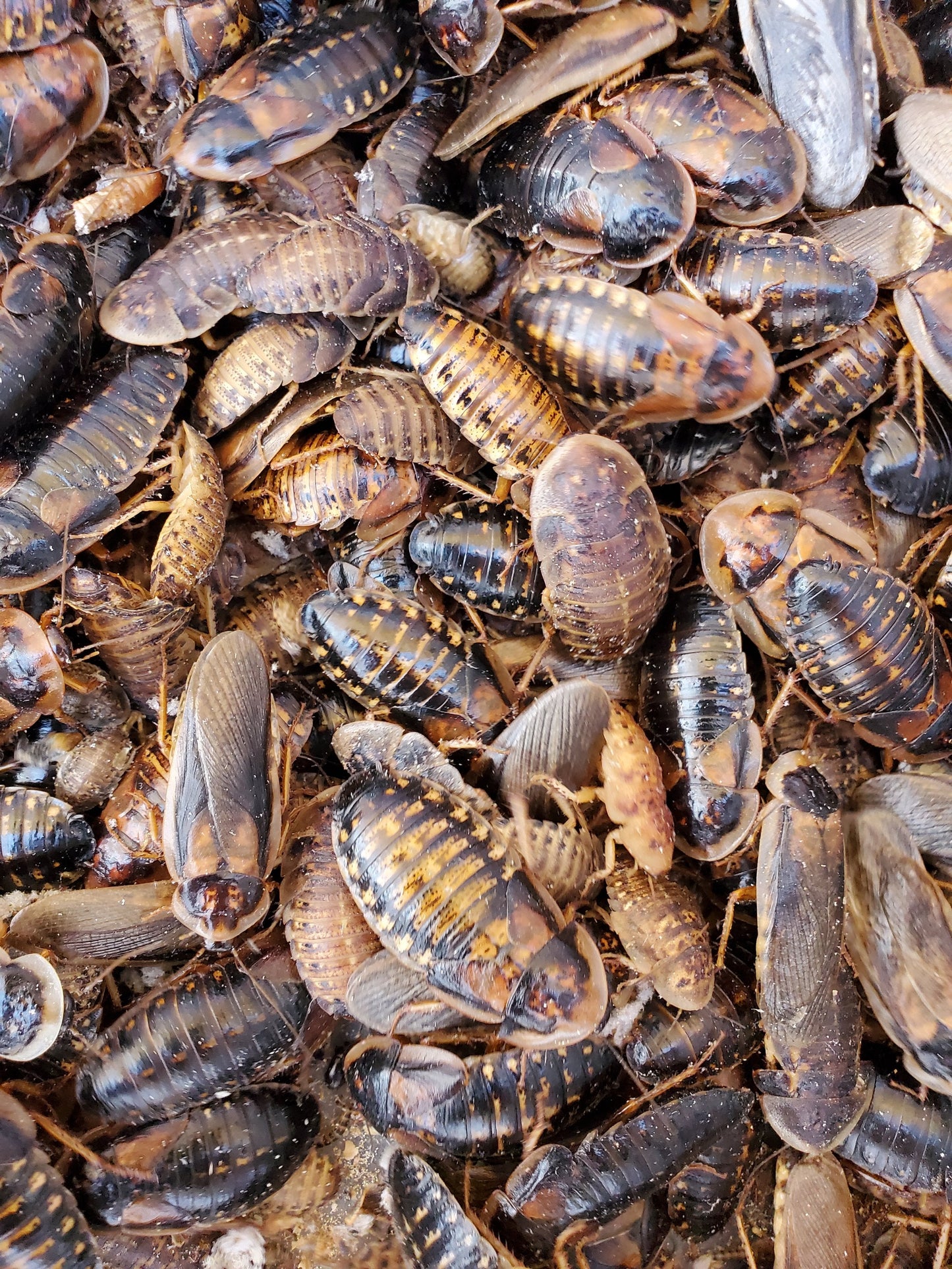 Dubia Breeding Colony