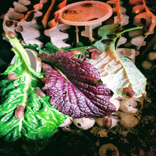 Dubia Breeding Colony