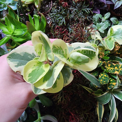 N Joy Pothos Rooted Stems or Pots
