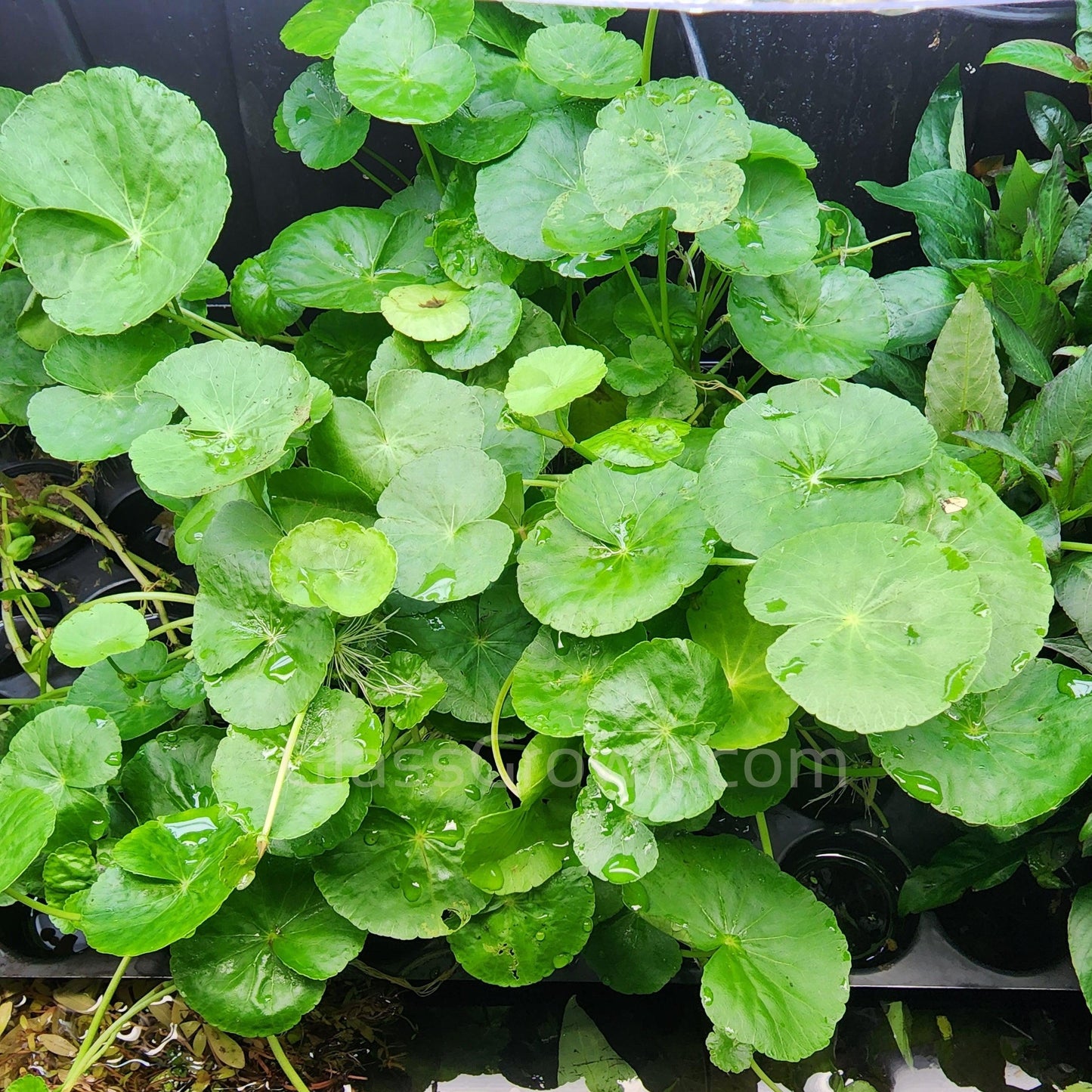 Brazilian Pennywort