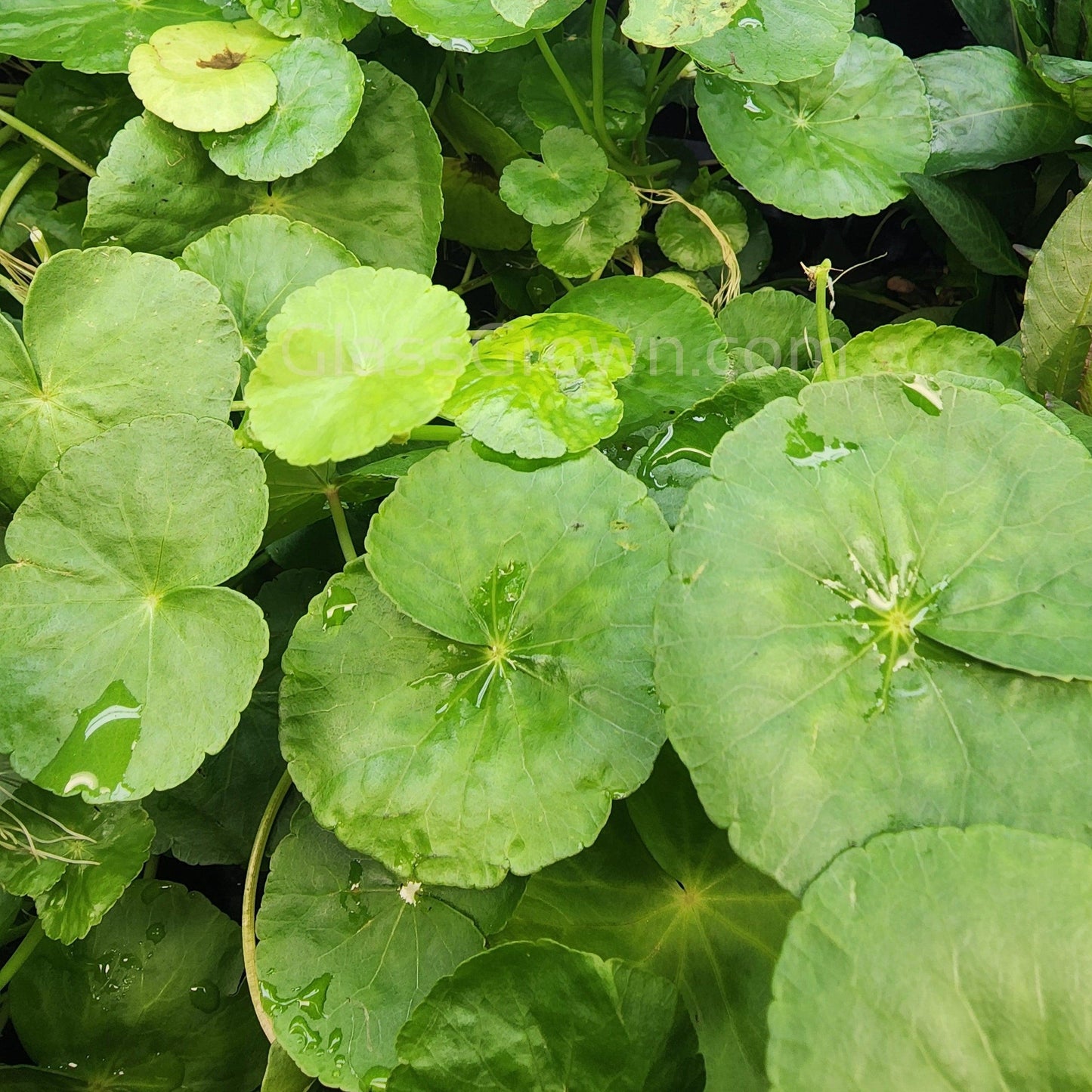 Brazilian Pennywort