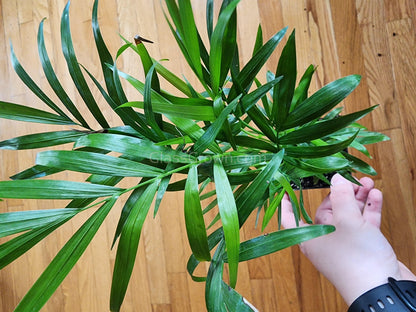 Bella Palm