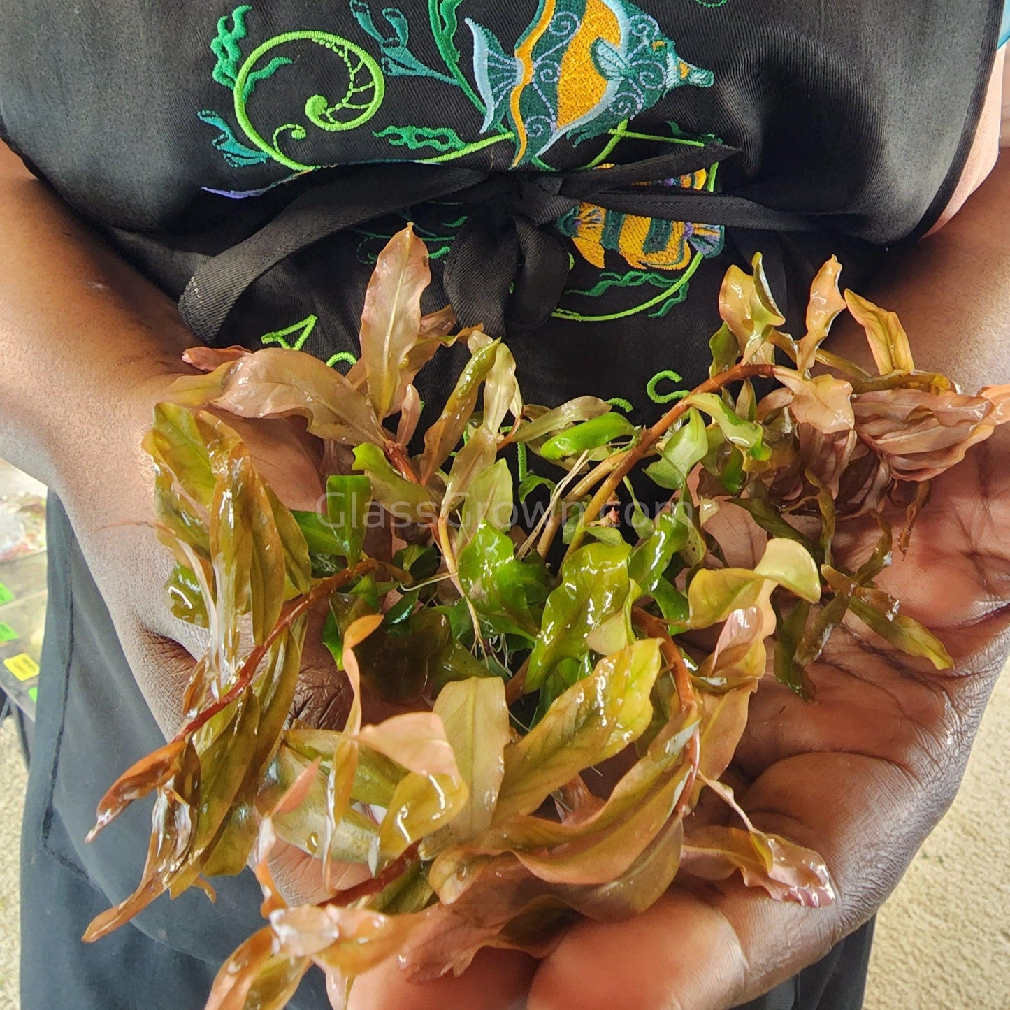 Bunch Ammania Gracilis