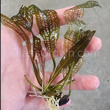 Madagascar Lace Bulb