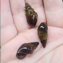 RARE Prambanan Snails 3 Pack