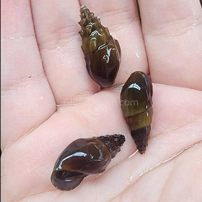 RARE Prambanan Snails 3 Pack