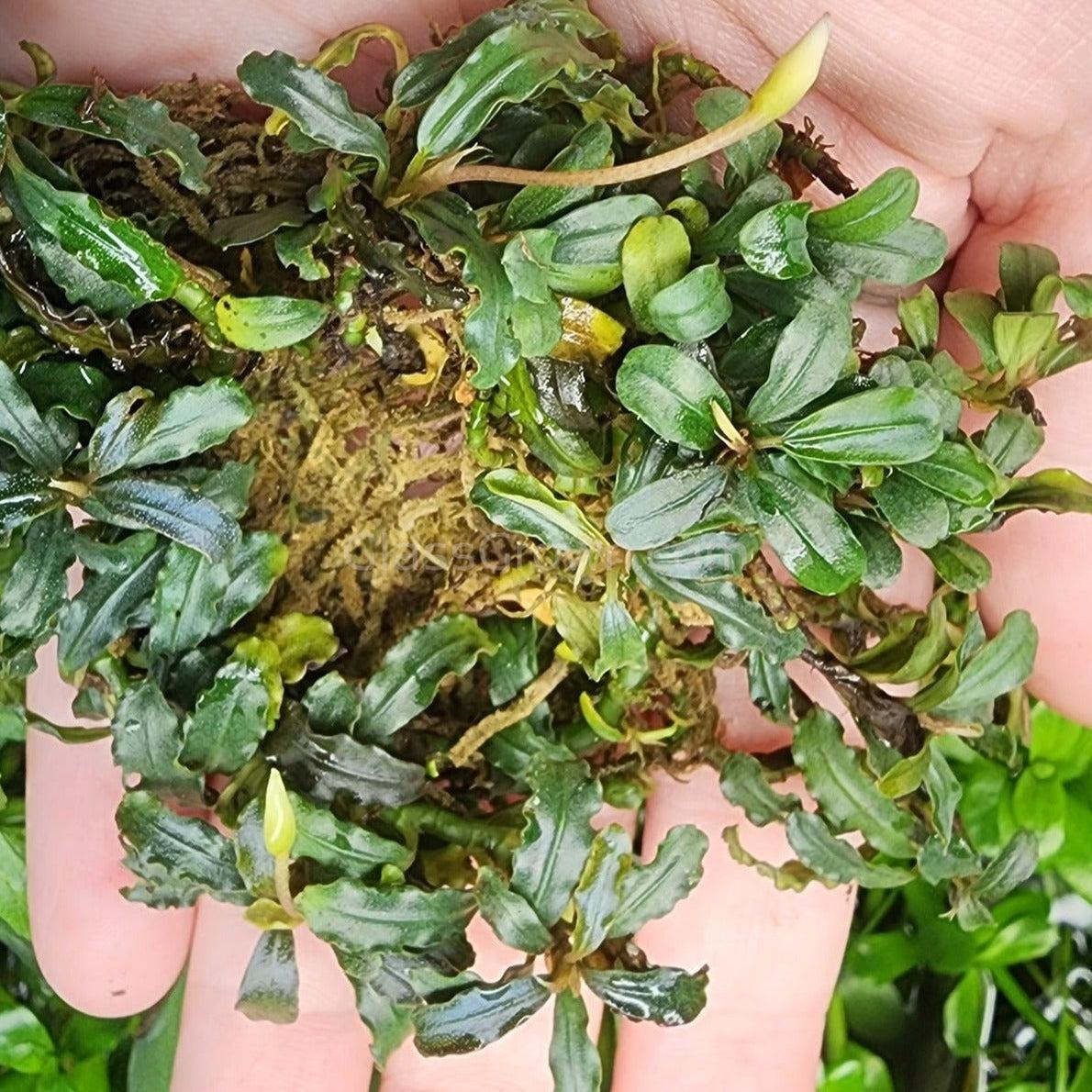Mystery Buce Mini