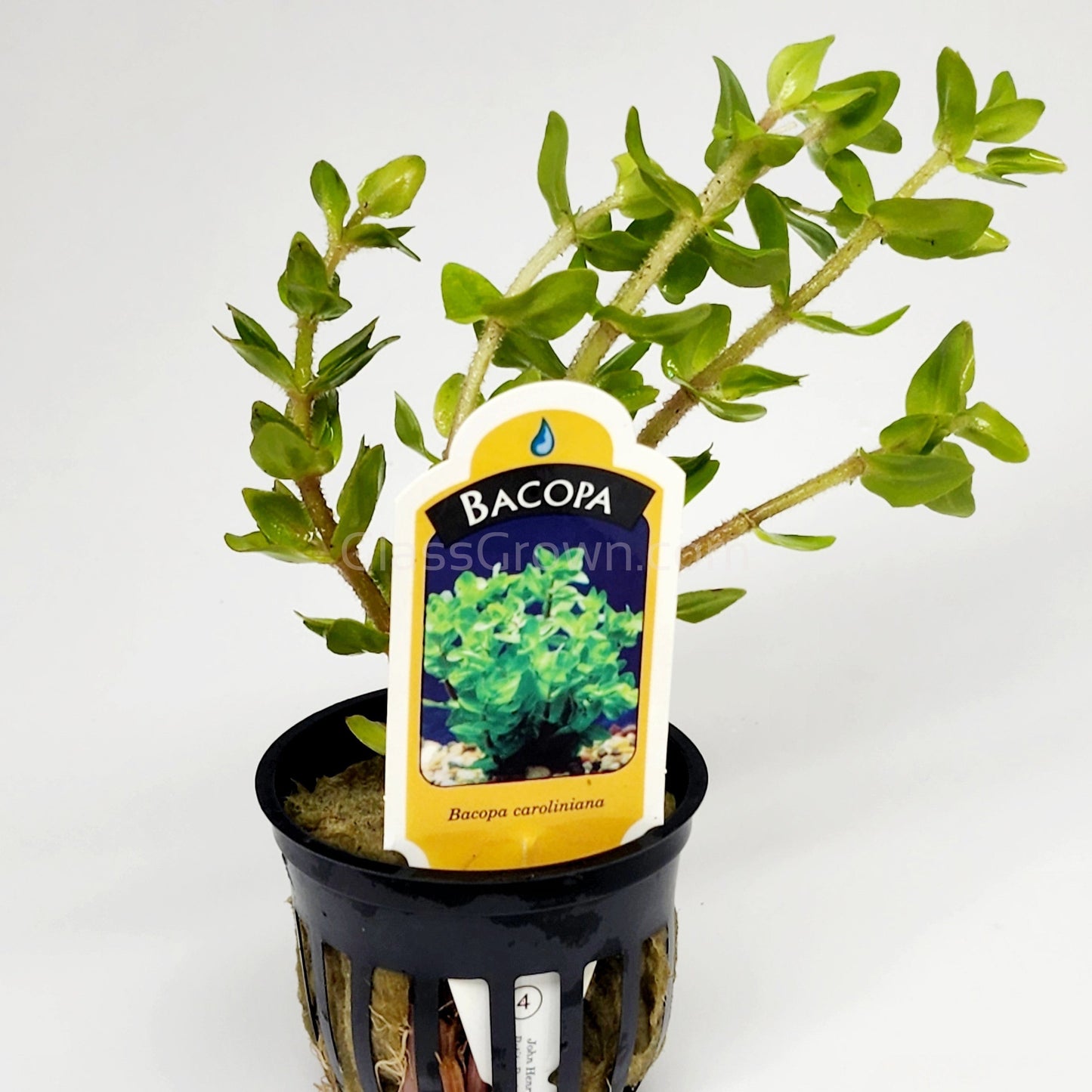 Lemon Bacopa Caroliniana