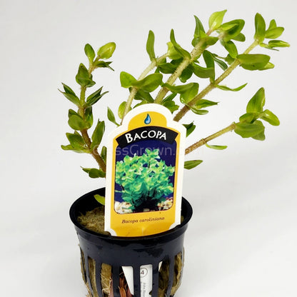 Lemon Bacopa Caroliniana