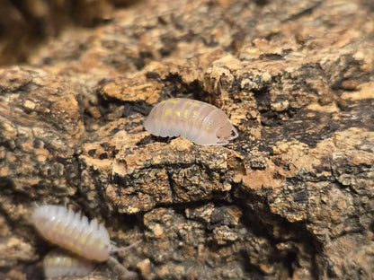 Armadillidium Granulatum T+ Albino