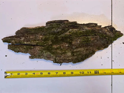 Thick Mossy Bark