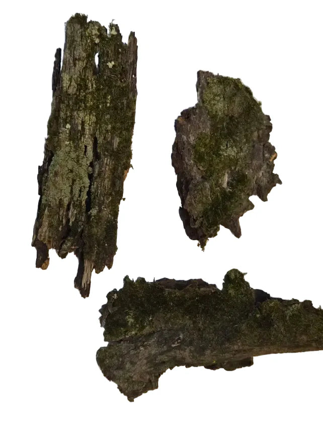 Thick Mossy Bark