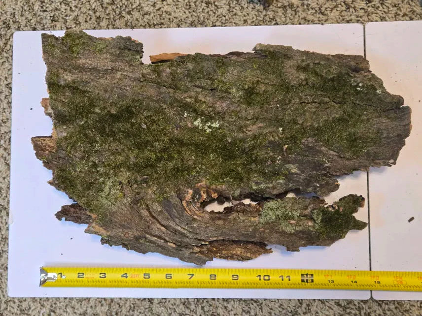 Thick Mossy Bark