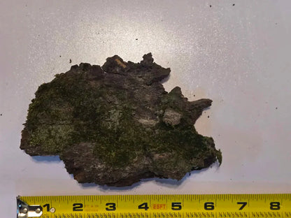 Thick Mossy Bark