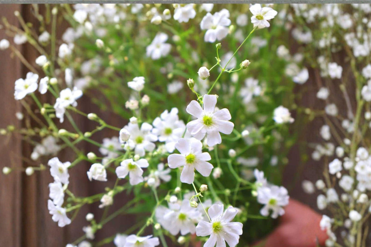Baby's Breath Seeds 300mg Gypsophila elegans Covent Garden White Annual Flower for Gardens & Bouquets