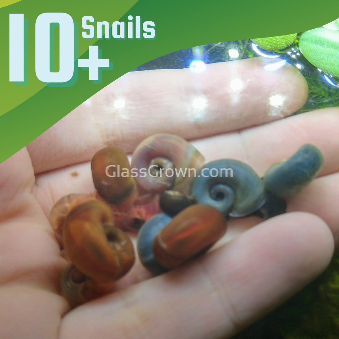 Colorful Ramshorn 10+ Snails – Walnut Creek Pets LLC