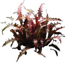 1 3 5 Potted Wendtii Red Crypt Cryptocoryne Wendtii Red By Shore Aquatic Perfect For Adding Vibrant Highlights To Aquariums 5 Pack