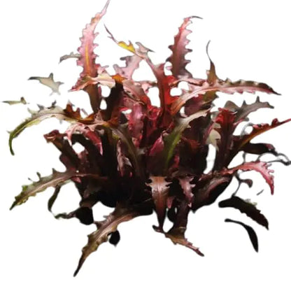 1 3 5 Potted Wendtii Red Crypt Cryptocoryne Wendtii Red By Shore Aquatic Perfect For Adding Vibrant Highlights To Aquariums 5 Pack