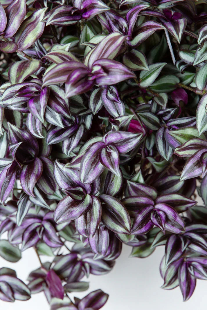 10 Wandering Jew Plant Cuttings | Tradescantia Zebrina | Purple Green Variegated Leaves | Unrooted Indoor Houseplant