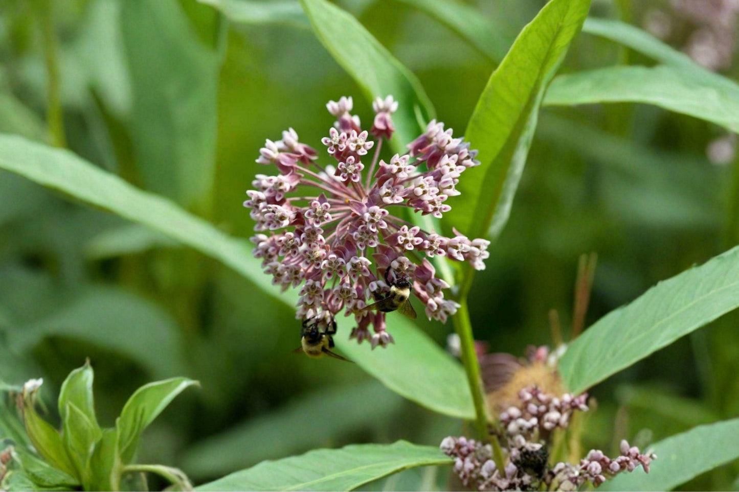 15 Common Milkweed Seeds – Asclepias syriaca – Monarch Butterfly Host Plant – Native Perennial Wildflower Seeds