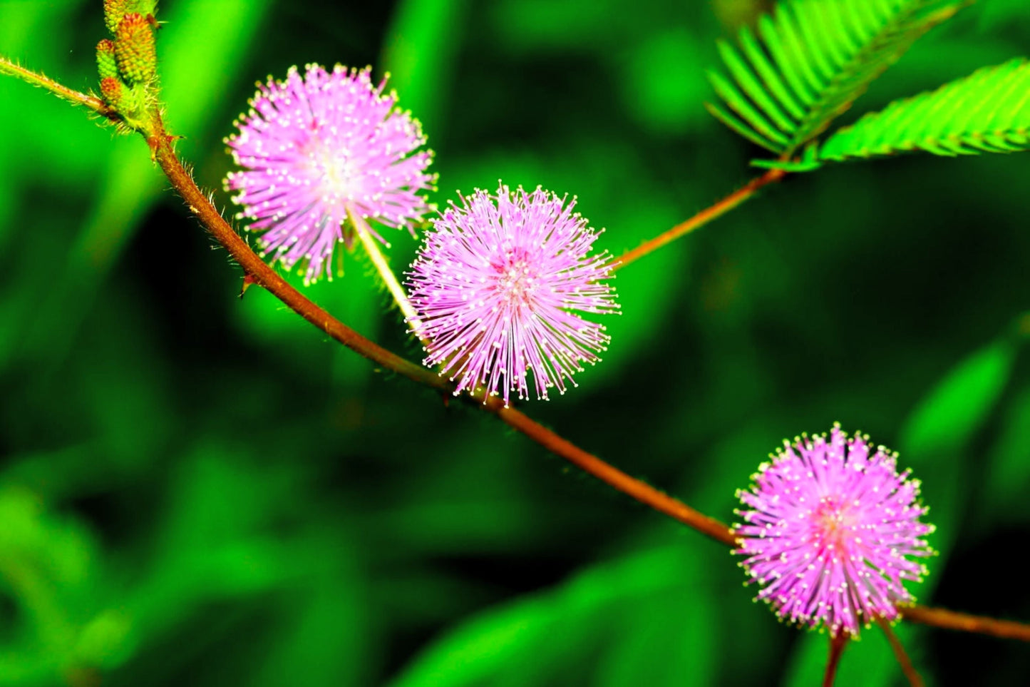 Sensitive Plant Seeds | Mimosa Pudica Nastic Movement | Touch Me Not Annual Herb for Gardening