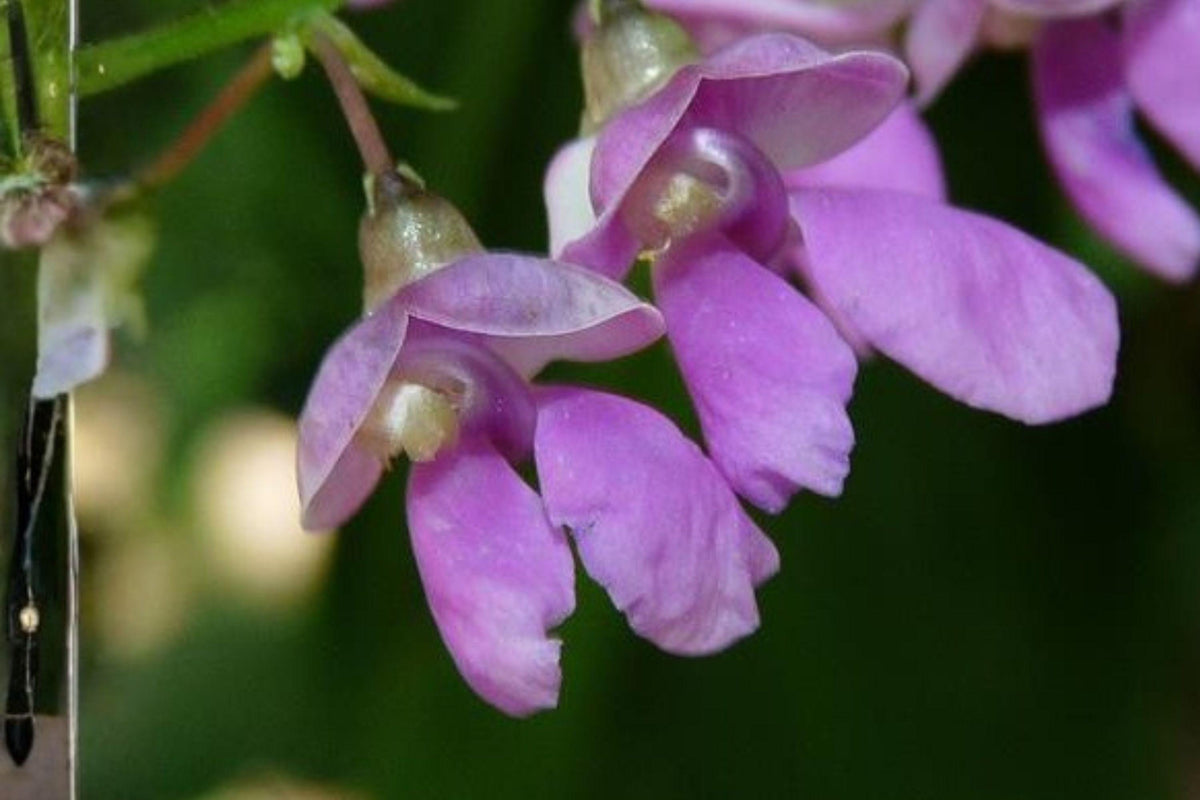 Wild Kidney Bean Seeds, Perennial Climbing Vine, Purple Flowers, Edible Pods, Phaseolus polystachios, Native North American Plant