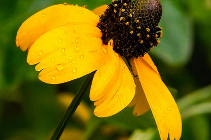 Clasping Coneflower Seeds | Rudbeckia Amplexicaulis | Drought Tolerant | Attracts Pollinators | Non-GMO |