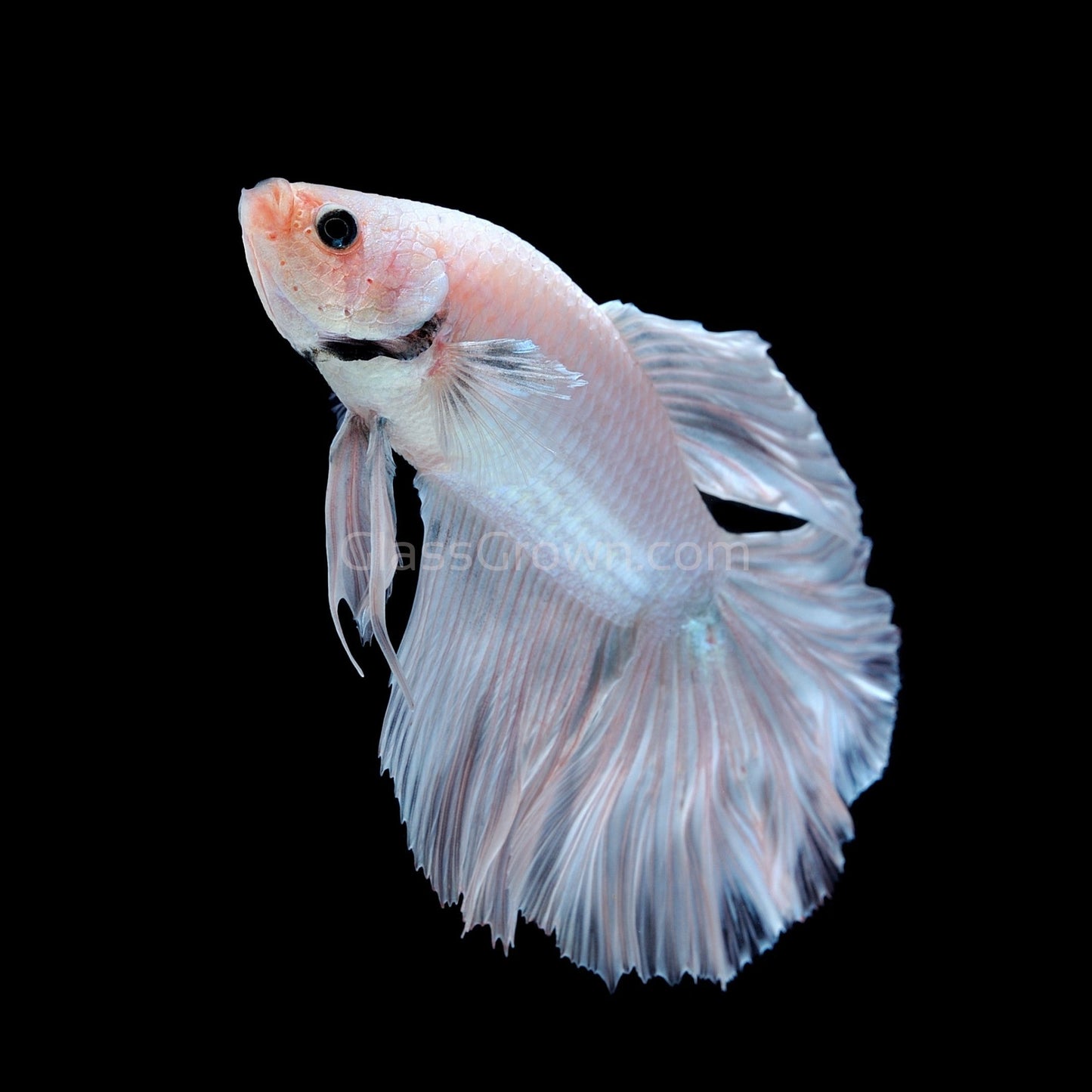 Male Snow White Halfmoon Betta