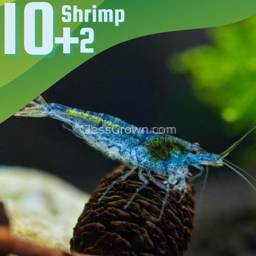 Blue Jelly Dwarf Shrimp 10+ Pack