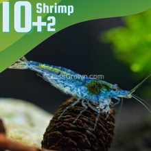 Blue Jelly Dwarf Shrimp 10+ Pack