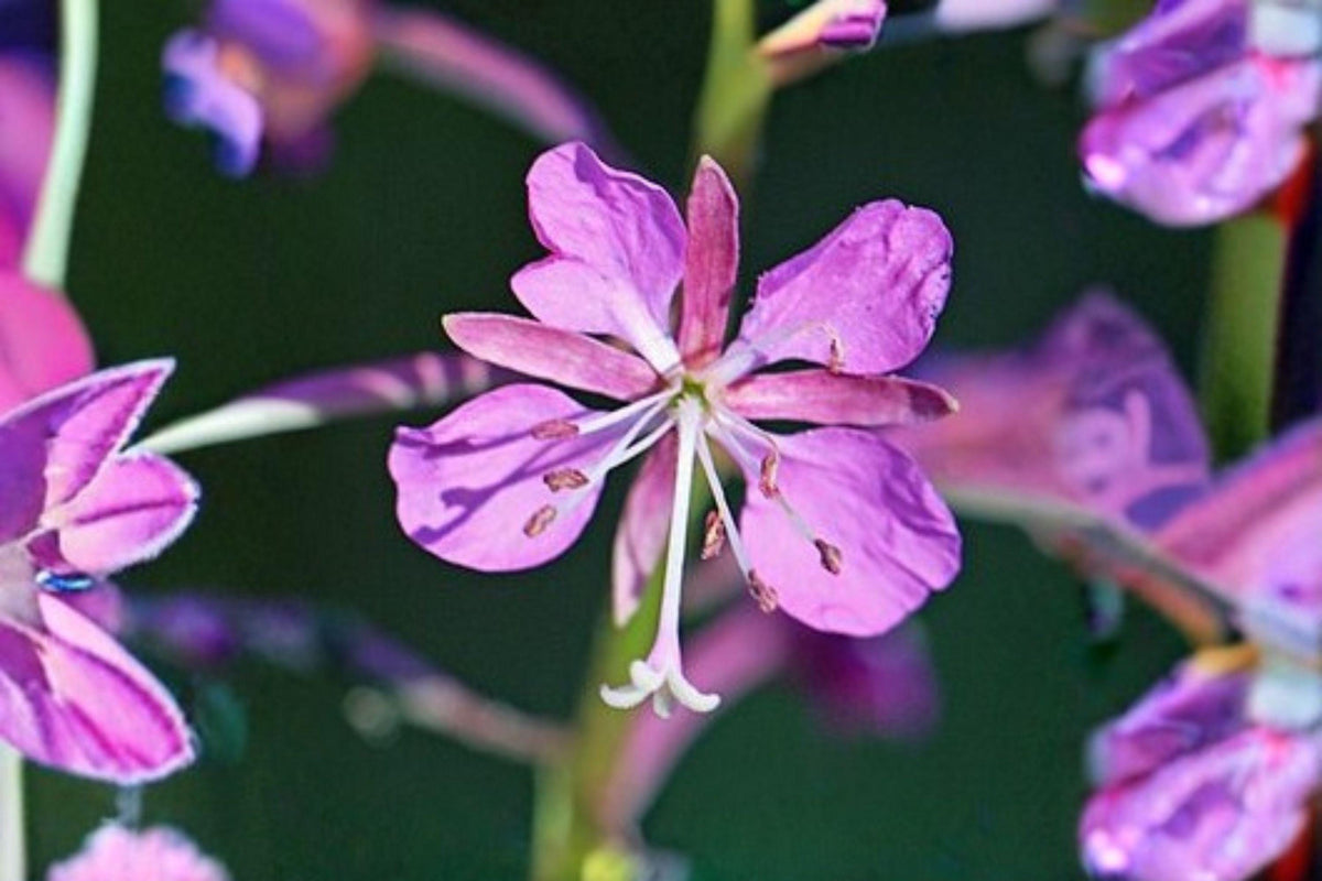 Fireweed Seeds, 30 mg, Perennial Wildflower for Pollinators, Chamaenerion angustifolium, Pink-Purple Blooms, Attracts Bees & Hummingbirds