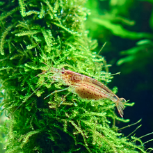 Java Moss 2oz Portion