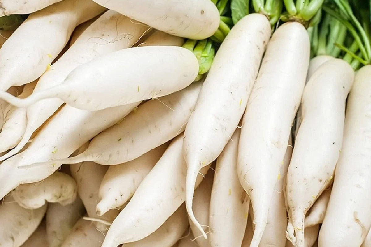 Daikon Radish Seeds | Non-GMO Japanese Raphanus sativus | Pack of 100-1000+ for Home Gardening, Salad & Pickling