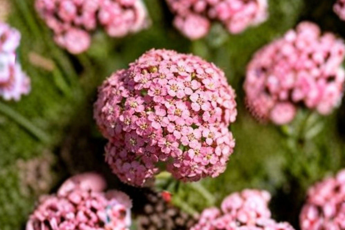 Pink Sweet Alyssum Seeds – Lobularia maritima – Dwarf Fragrant Border Flower – Pollinator-Friendly Annual Plant