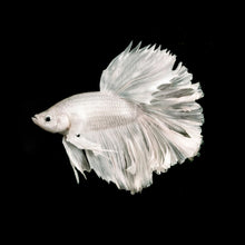 Male Snow White Halfmoon Betta
