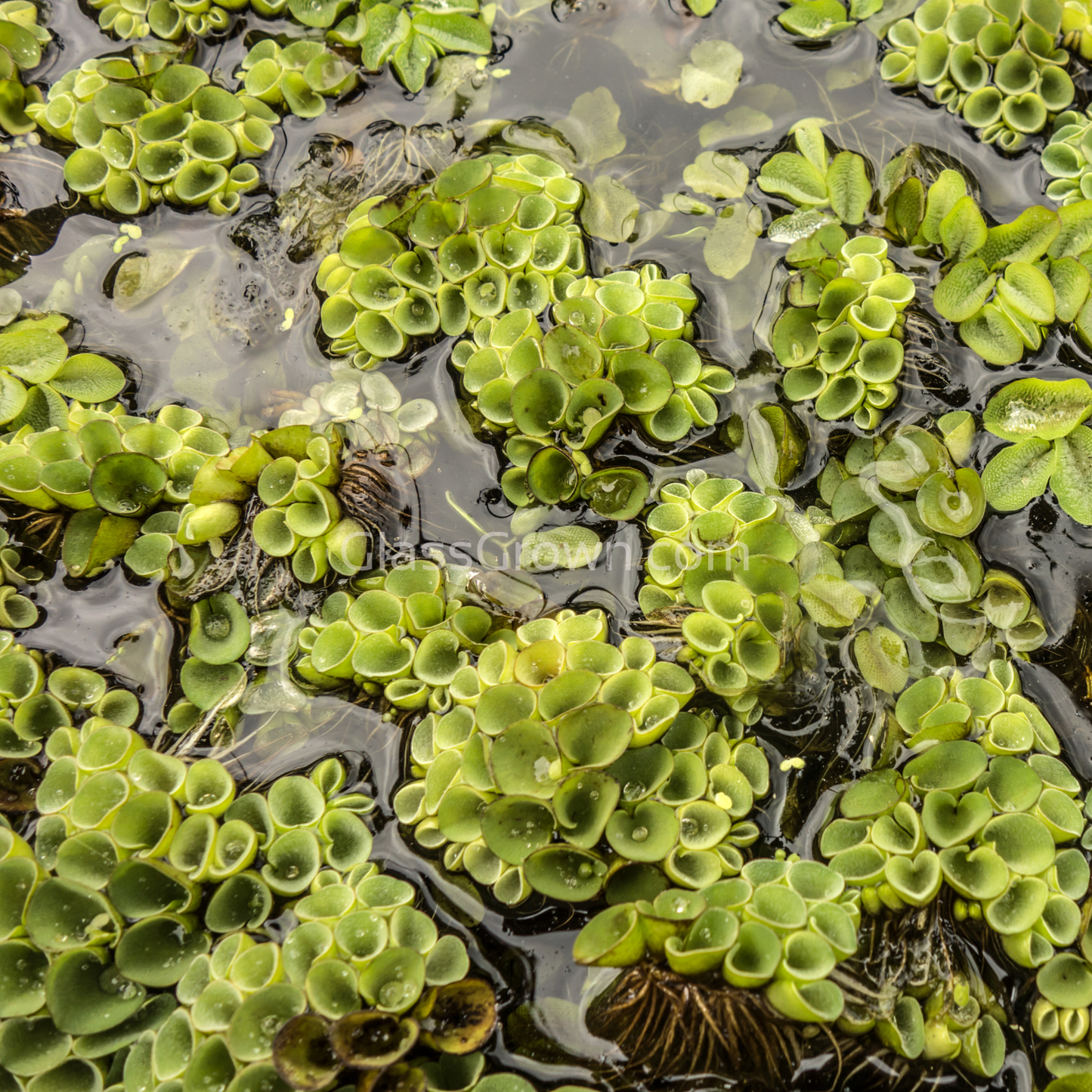 Salvinia Cucullata (Velvet Spangles) Plantlets 3 Pack
