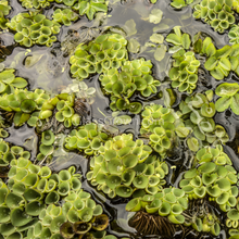 Salvinia Cucullata (Velvet Spangles) Plantlets 3 Pack