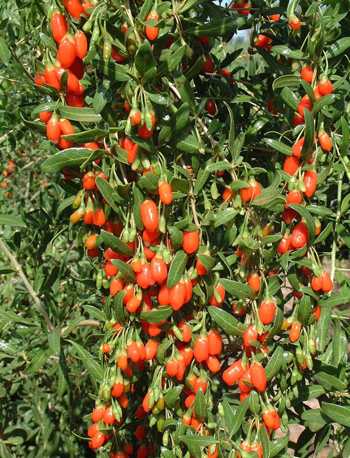 Live Goji Berry Plant in 6-Inch Pot, Lycium barbarum, Edible Superfruit Bush, Cold Hardy, Drought Tolerant, Full Sun