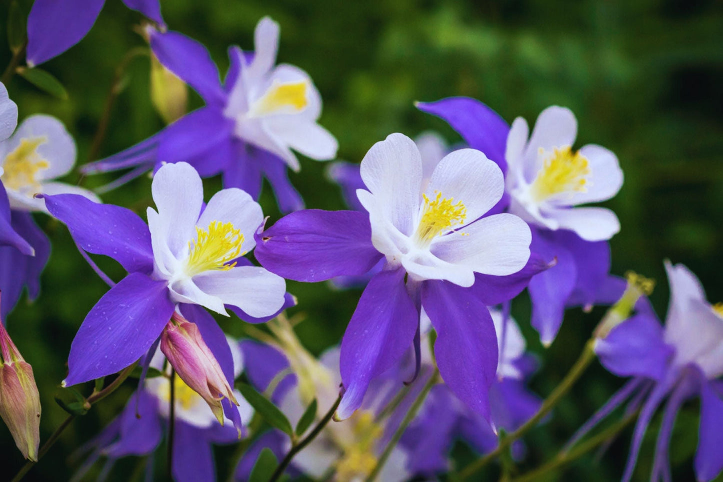 Columbine Seeds - McKana Giant Mix - Attracts Pollinators - Aquilegia caerulea - Flower Seeds for Borders & Gardens