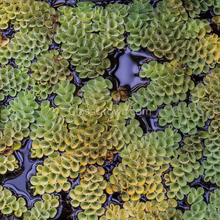 Salvinia Cucullata (Velvet Spangles) Plantlets 3 Pack
