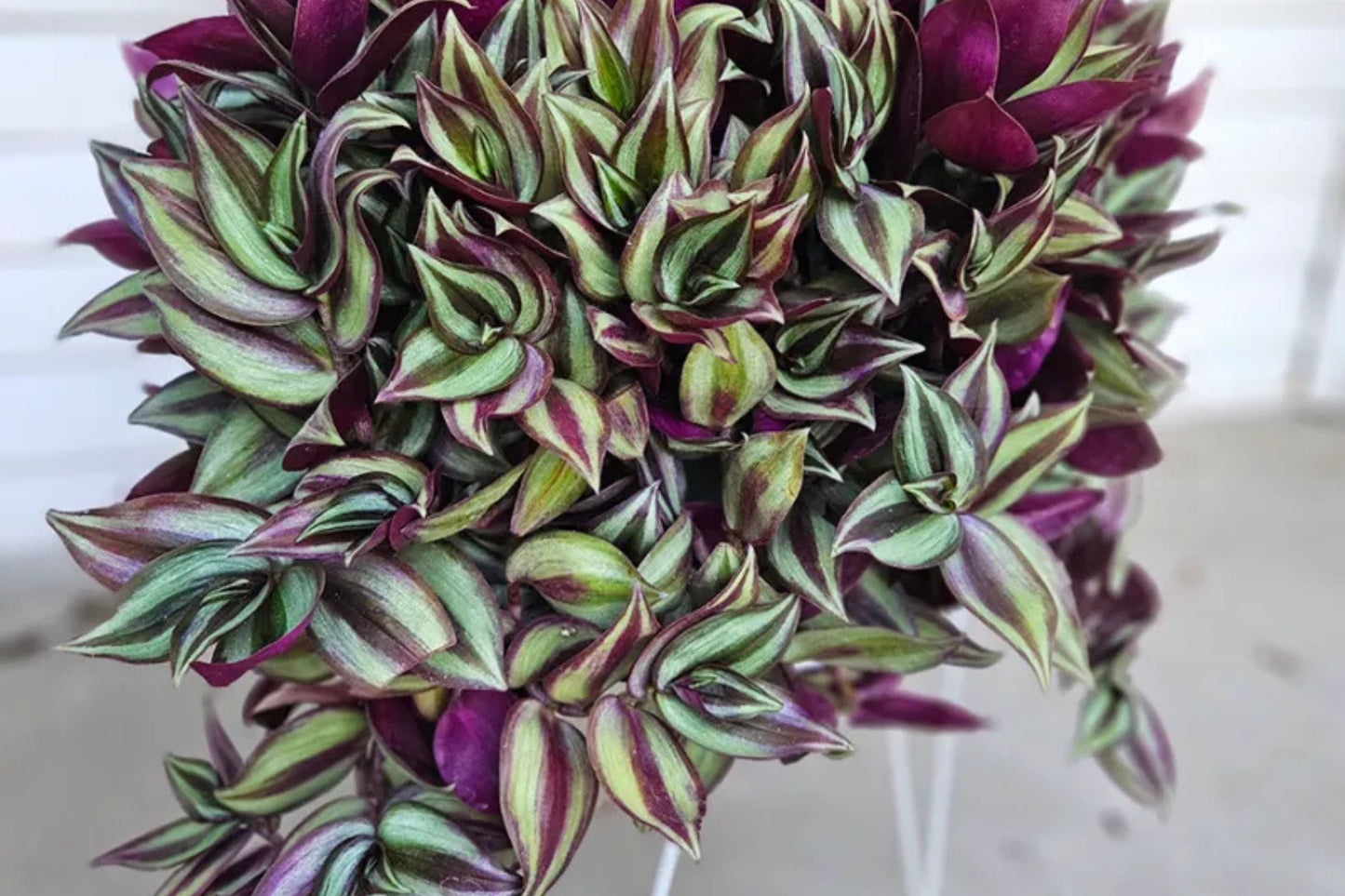 Tradescantia Zebrina Cuttings - 5 Pack - Easy Care Wandering Jew Houseplant