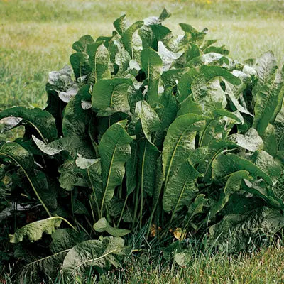 Organic Horseradish Plants – Live Bareroot Roots for Planting, Hardy Perennial Herb Garden Vegetable, Spicy Roots, Allium rusticanum