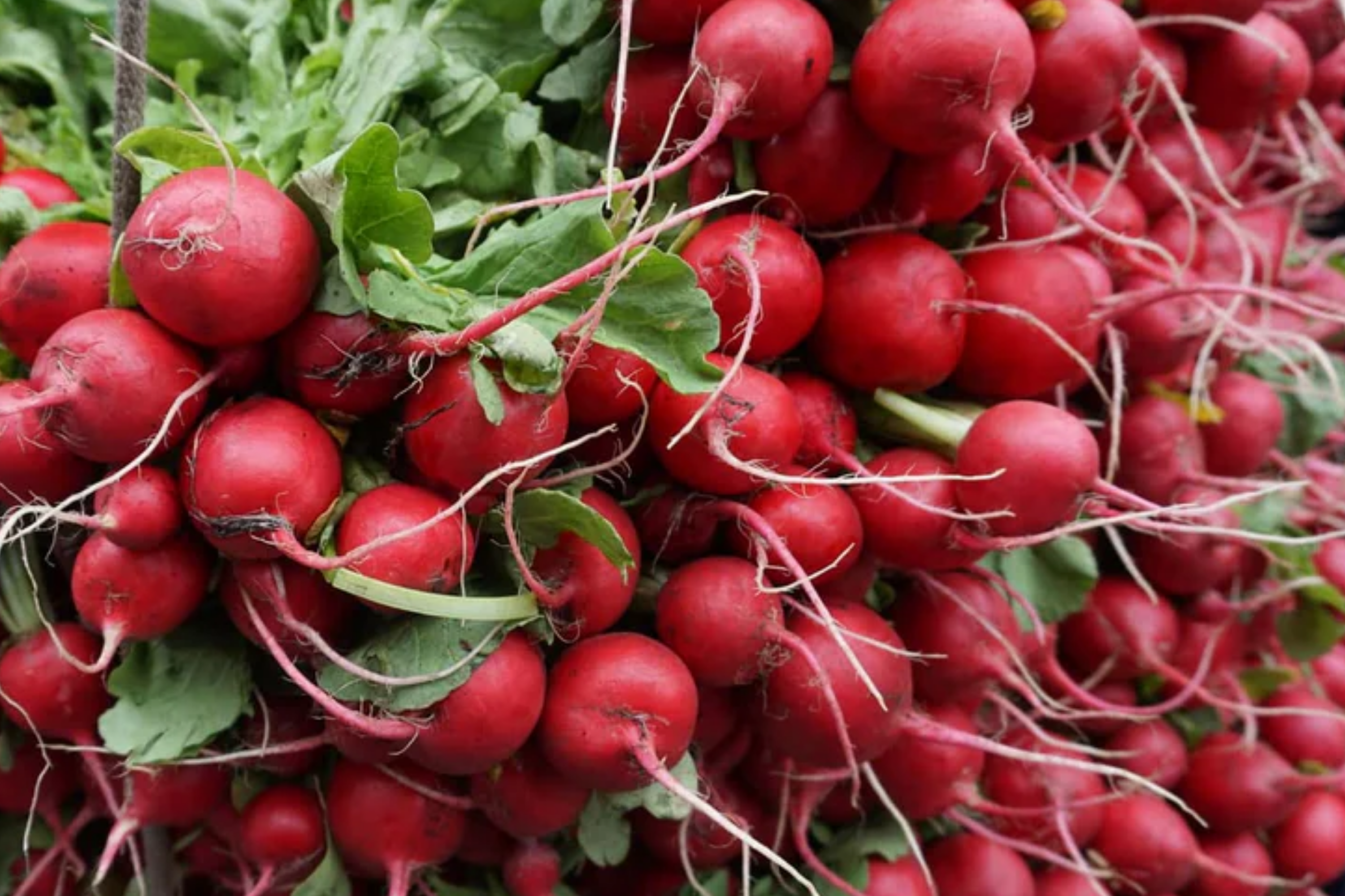 German Giant Radish Seeds - Large Red Globe Variety - Raphanus sativus ...