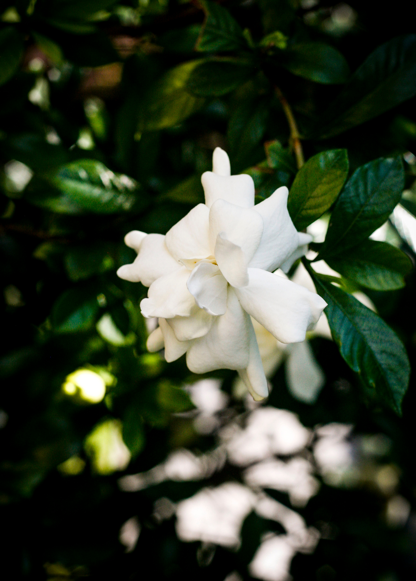 Everblooming Gardenia Shrub 2-4ft, Fragrant White Flowers, Gardenia jasminoides 'Veitchii' for Small Gardens & Containers