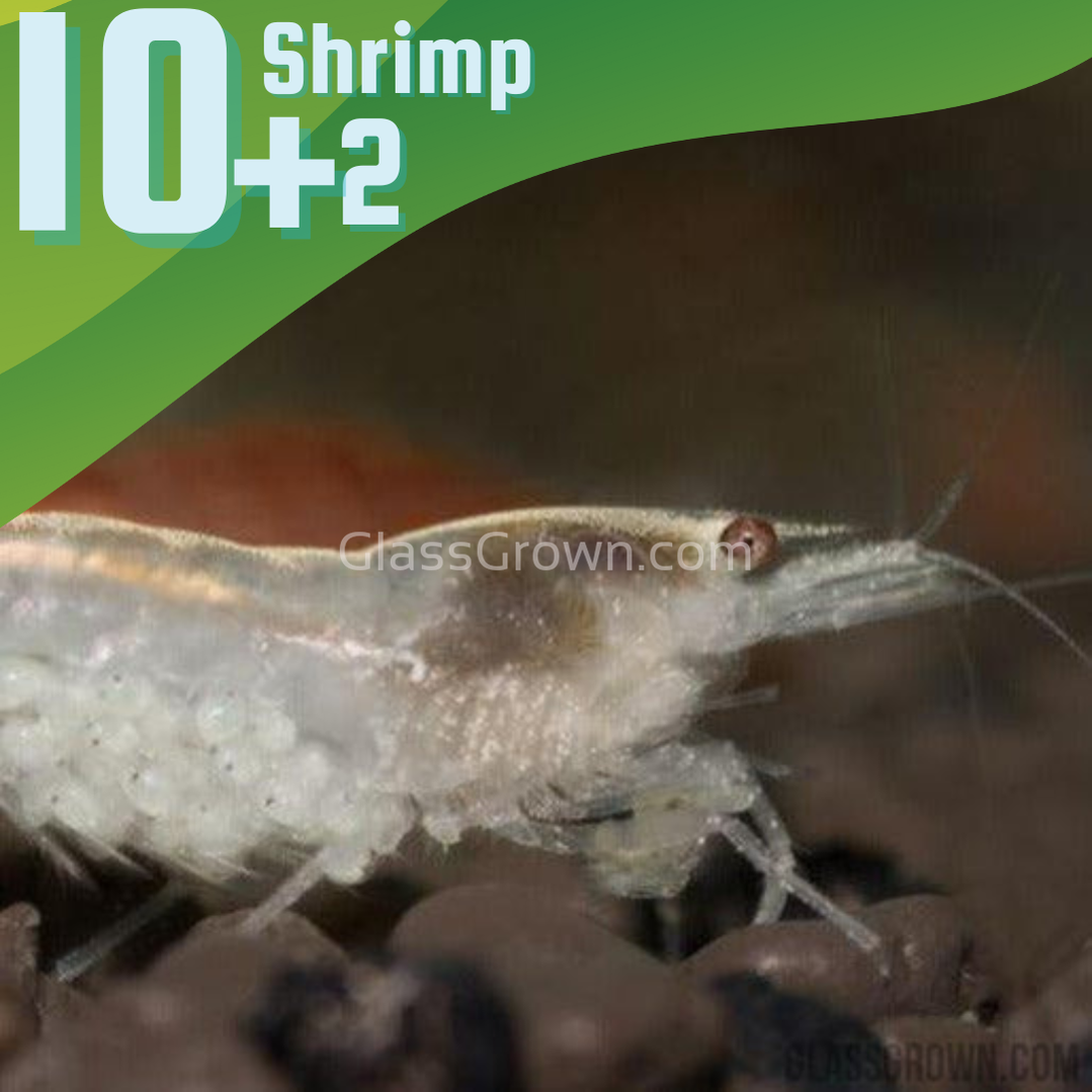 Snowball White Dwarf Shrimp 10+ Pack