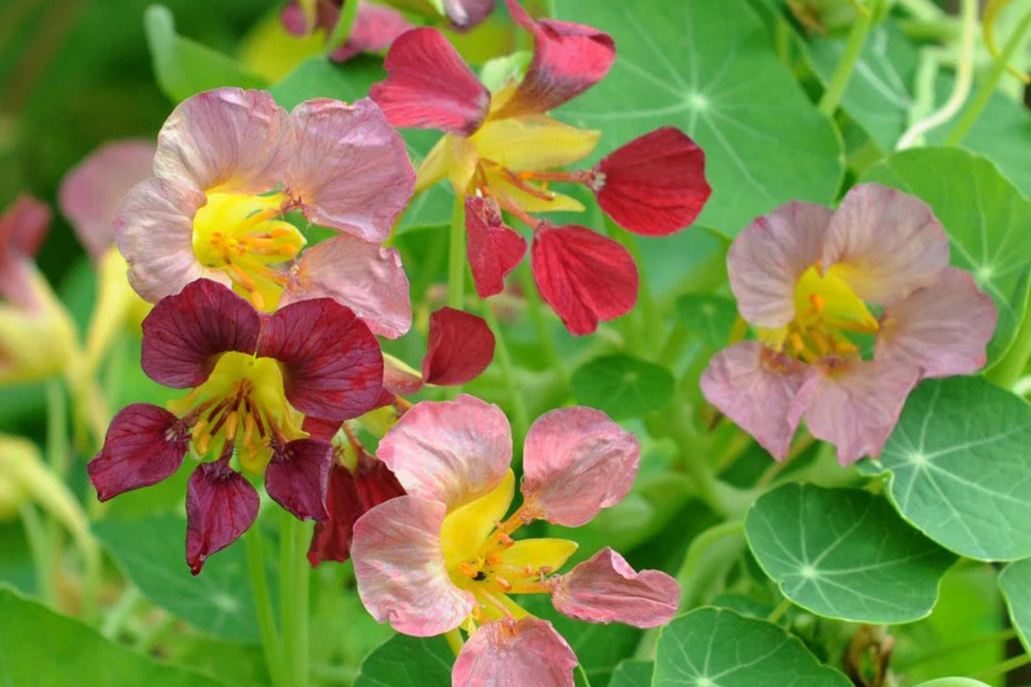 Purple Emperor Nasturtium Seeds - 50+ Seeds - Rare Dark Blooms - Fast Shipping - USA Grown - Edible Flowers - Trailing Vine