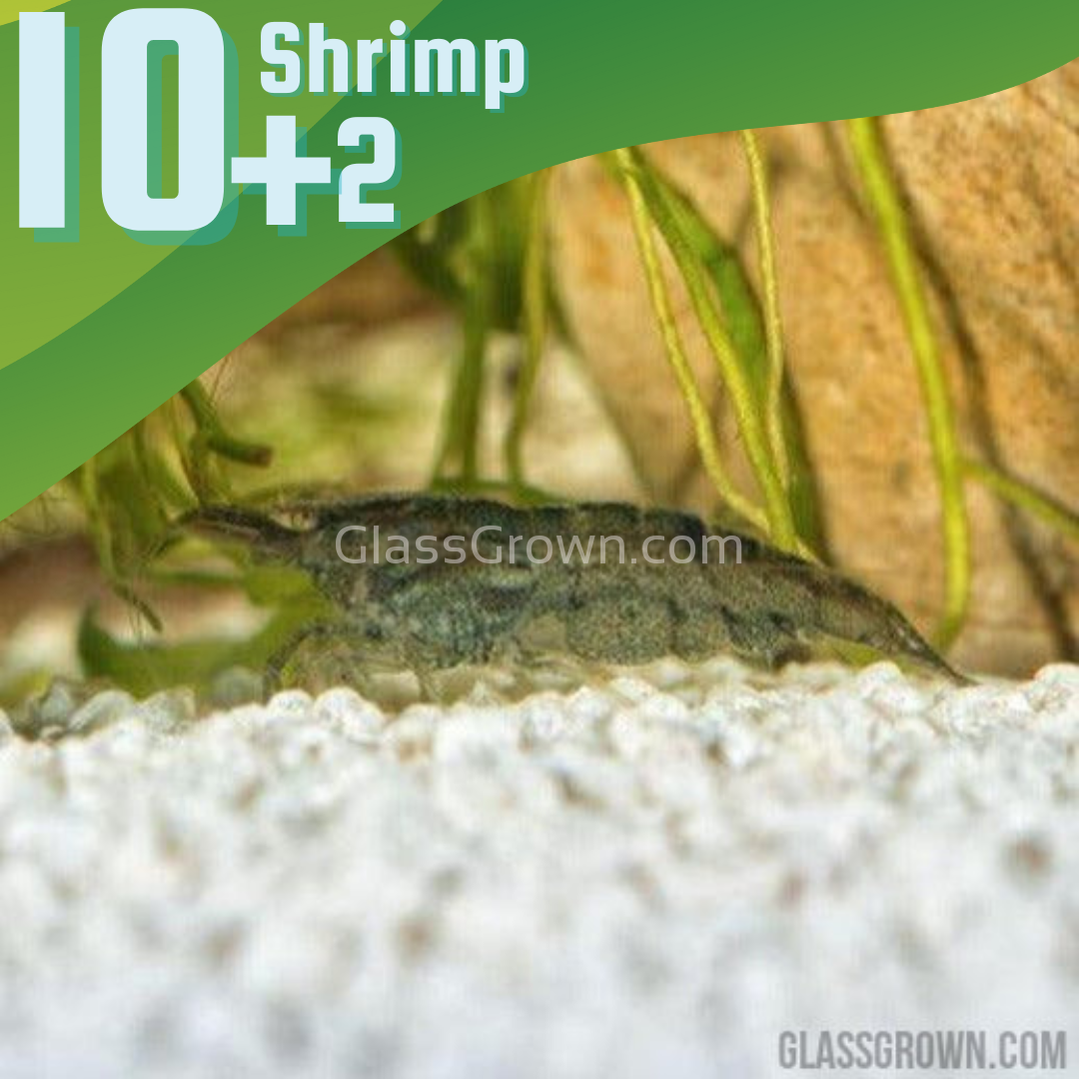 Wild Type Dwarf Shrimp 10+ Pack