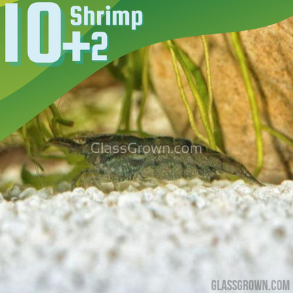 Wild Type Dwarf Shrimp 10+ Pack