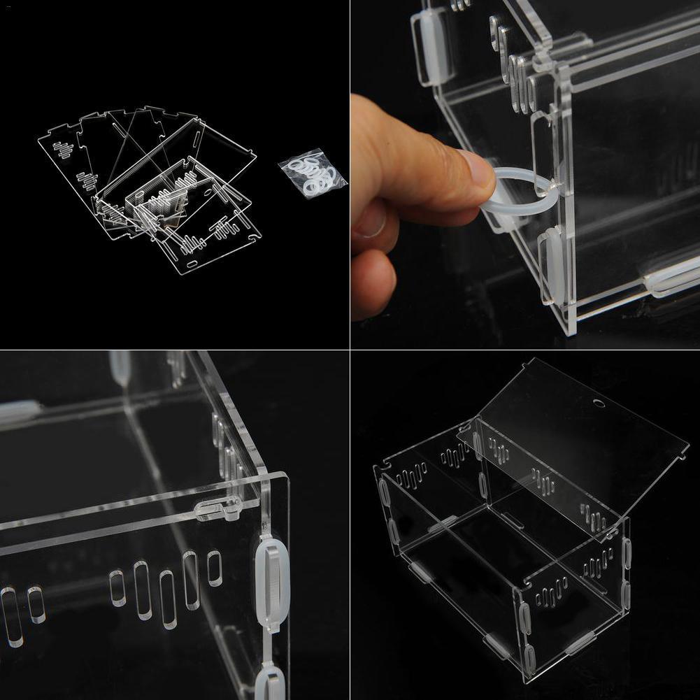 Reptile Haven: Crystal Clear Breeding Box For Your Beloved Pets