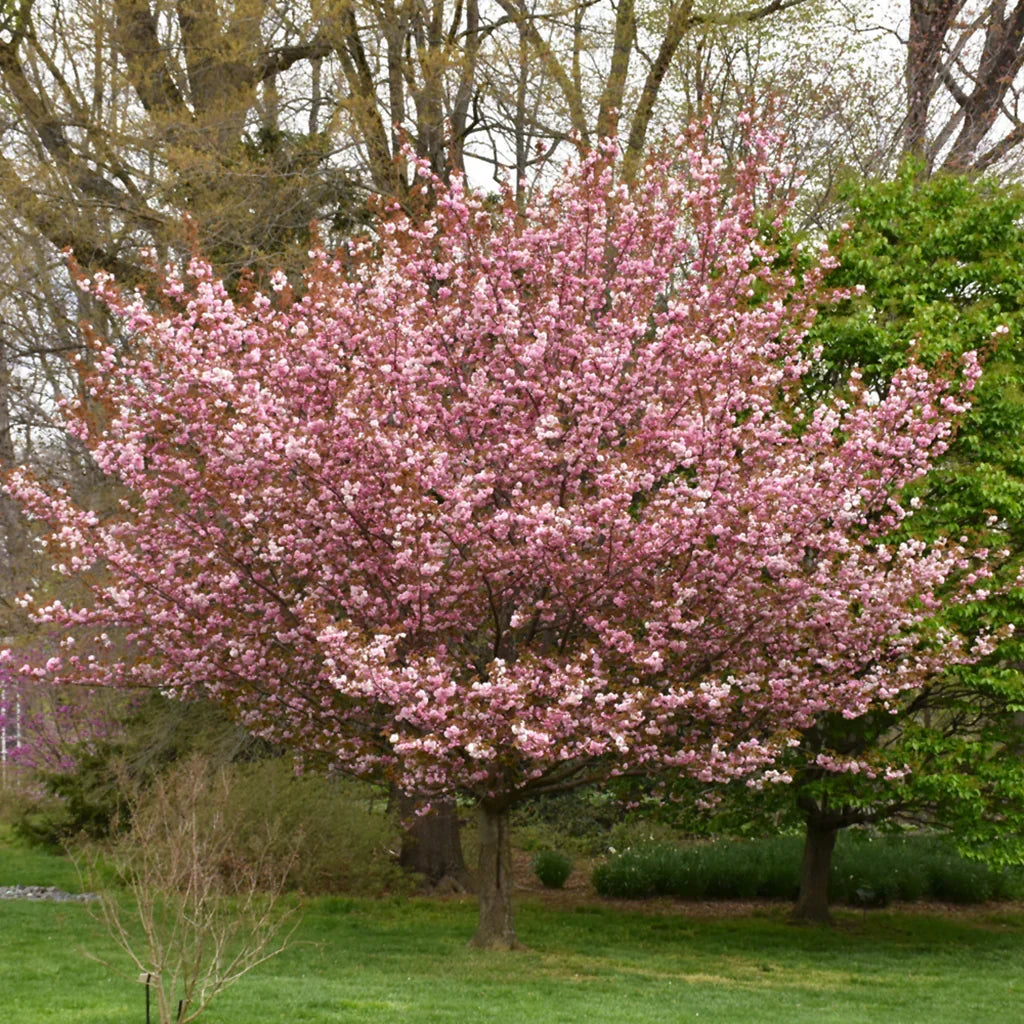 Kwanzan Cherry Tree Bare Root 1-2 ft Pink Double Flowers Ornamental Flowering Tree Prunus serrulata 'Kanzan'